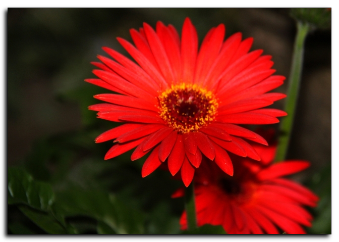 Asteraceae