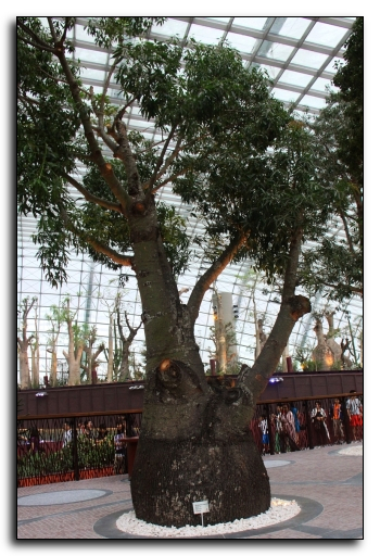 Brachiton rupestris also called as bottle tree comes from the family malvaceae