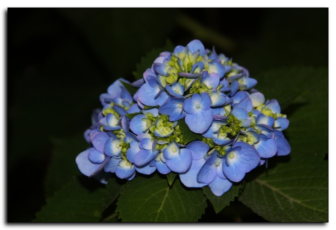 Hyndrangea hortensis hydrangeaceae