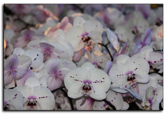 Doritaenopsis John Diamond