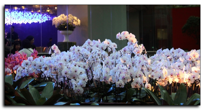 Doritaenopsis John Diamond