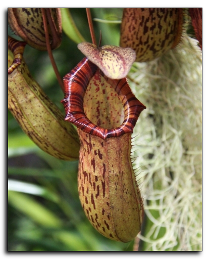 nepenthes hamata