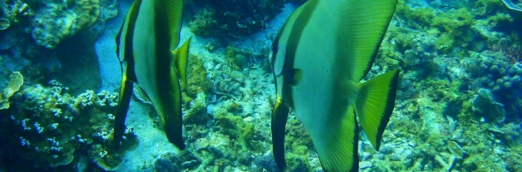 Diving