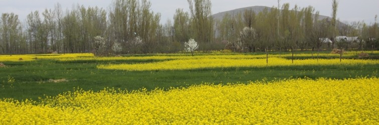 kashmir1